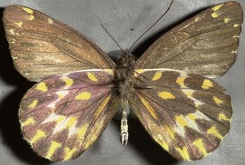Media type: image;   Entomology 16658 Aspect: habitus ventral view